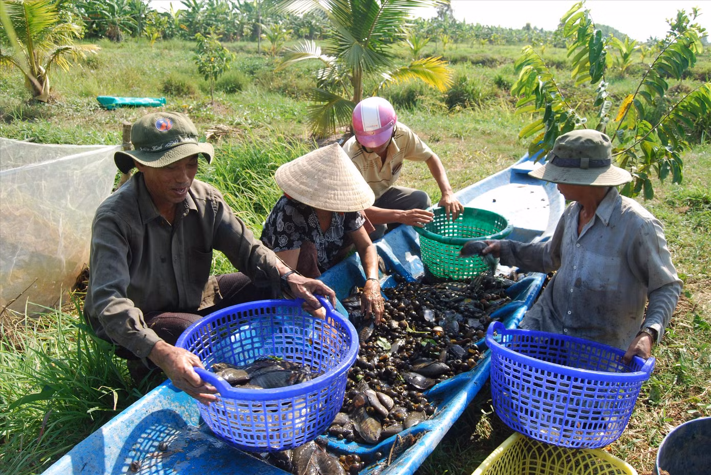 Cá đồng đã từng là một nguồn lợi lớn của người dân vùng đất rừng U Minh hạ Cá đồng đã từng là một nguồn lợi lớn của người dân vùng đất rừng U Minh hạ