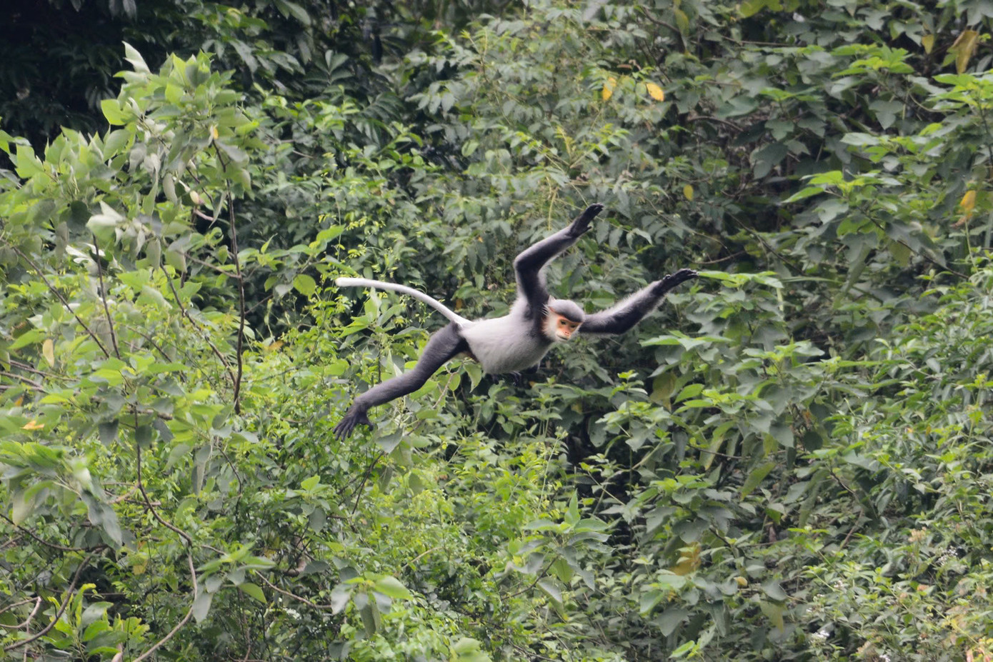 Những cánh rừng ở Tam Mỹ Tây trở thành mái nhà bình yên cho đàn voọc chà vá chân xám Ảnh: Nguyễn Văn Linh