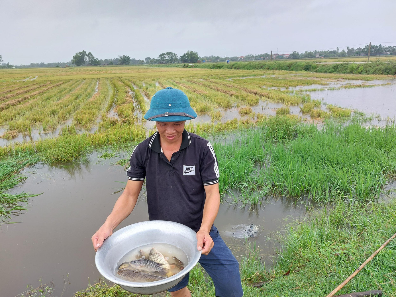 Cá đồng được xem là đặc sản, thịt mềm, thơm, béo ngậy Cá đồng được xem là đặc sản, thịt mềm, thơm, béo ngậy