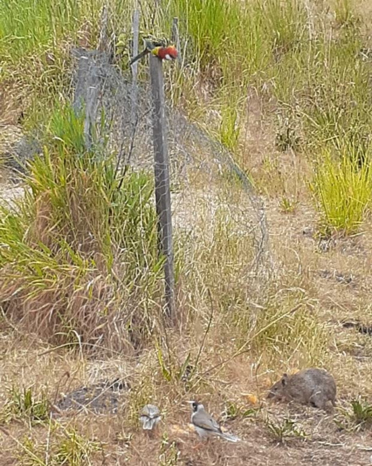 Các loài động vật hoang dã đến khu vườn của cô Murray