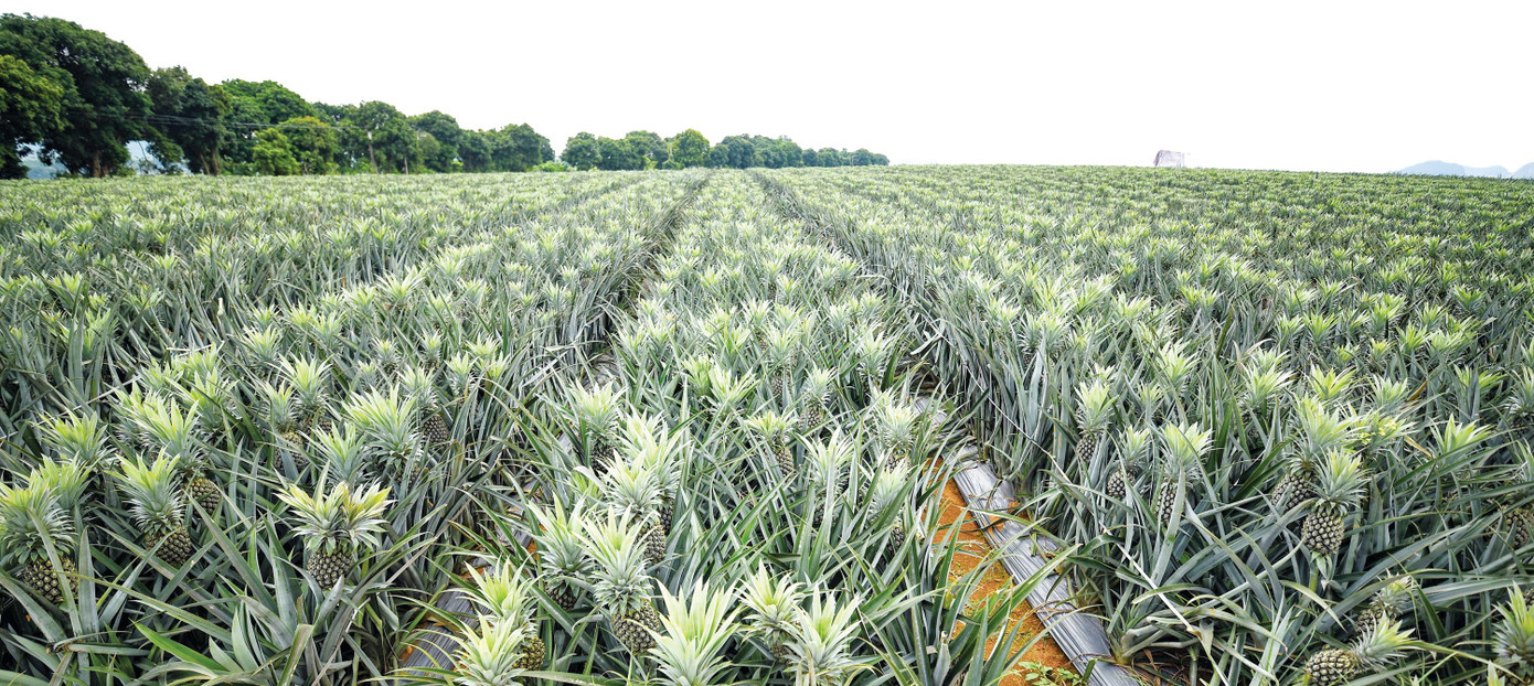 DOVECO liên kết với hàng chục nghìn hộ dân, hợp tác xã, tổ hợp tác để mở rộng vùng nguyên liệu