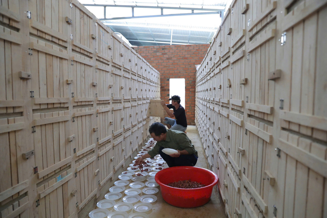 Hiện huyện Đạ Huoai có 2 trang trại nuôi rắn ráo trâu. Hiện huyện Đạ Huoai có 2 trang trại nuôi rắn ráo trâu.