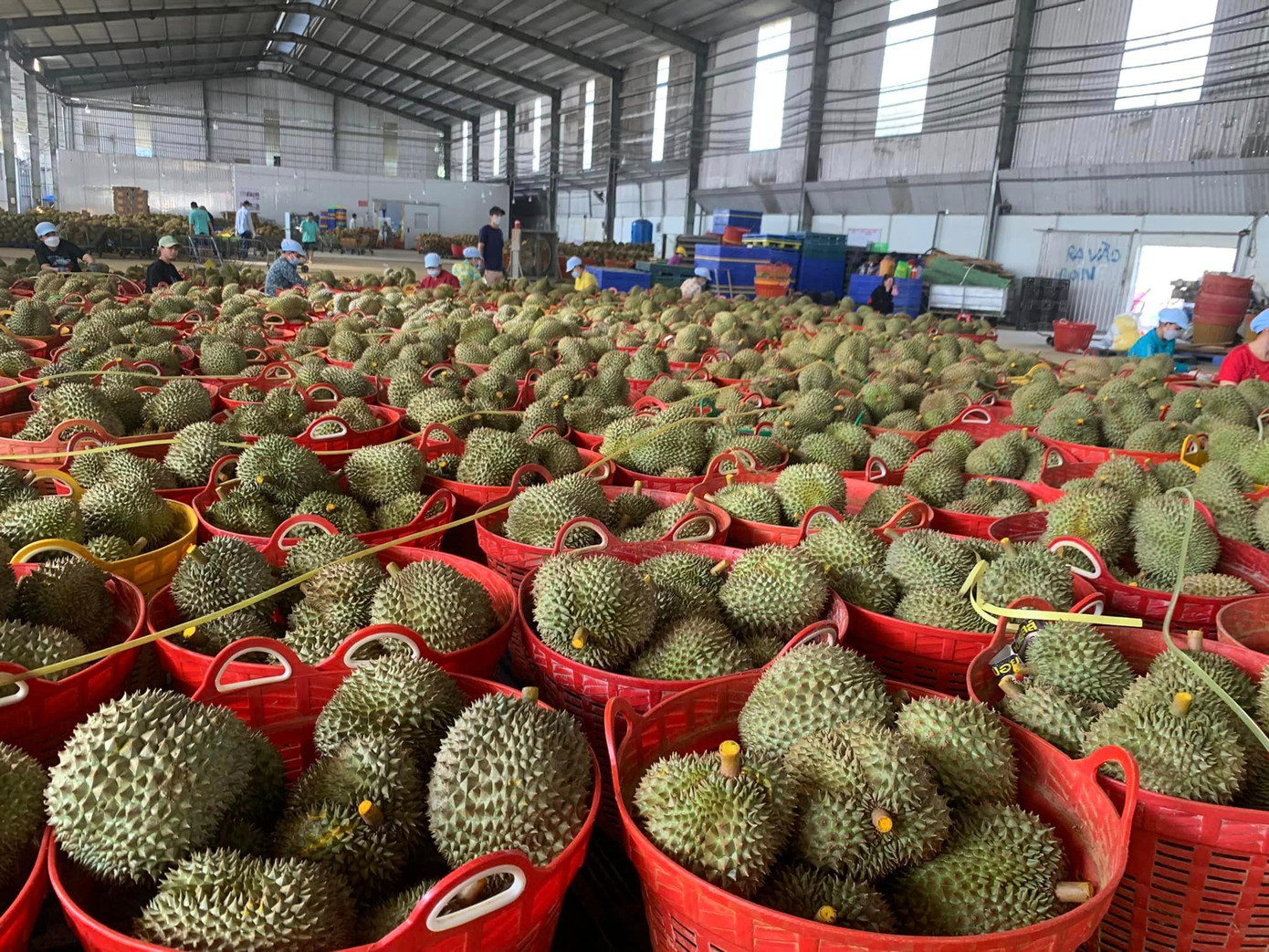 Sầu riêng Đắk Lắk được xuất khẩu chính ngạch sang Trung Quốc Sầu riêng Đắk Lắk được xuất khẩu chính ngạch sang Trung Quốc