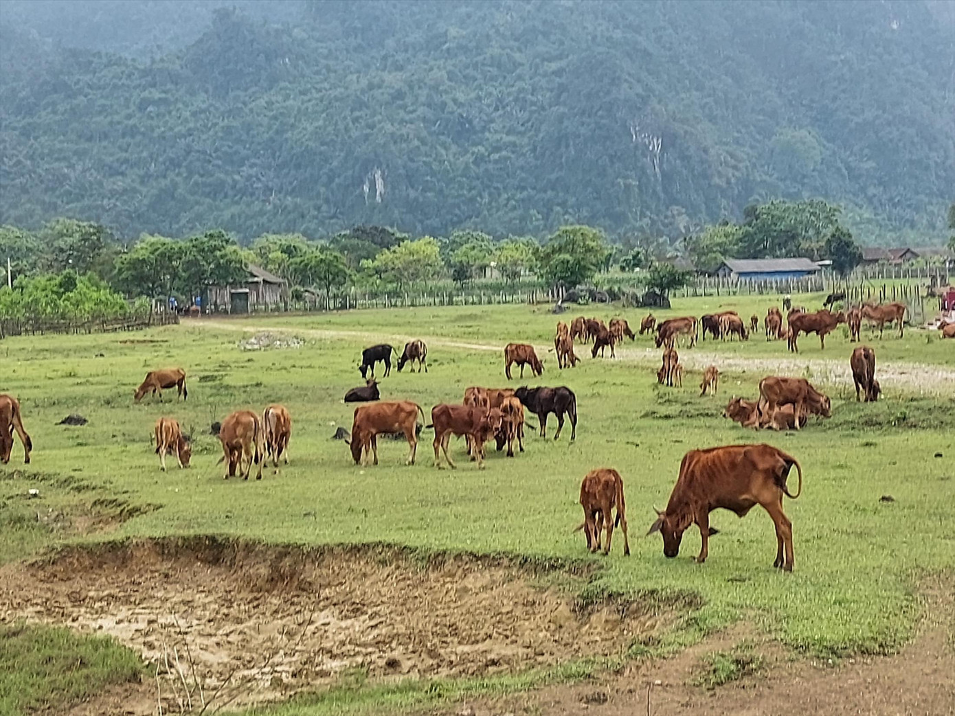 Người Rục phát triển chăn nuôi Người Rục phát triển chăn nuôi