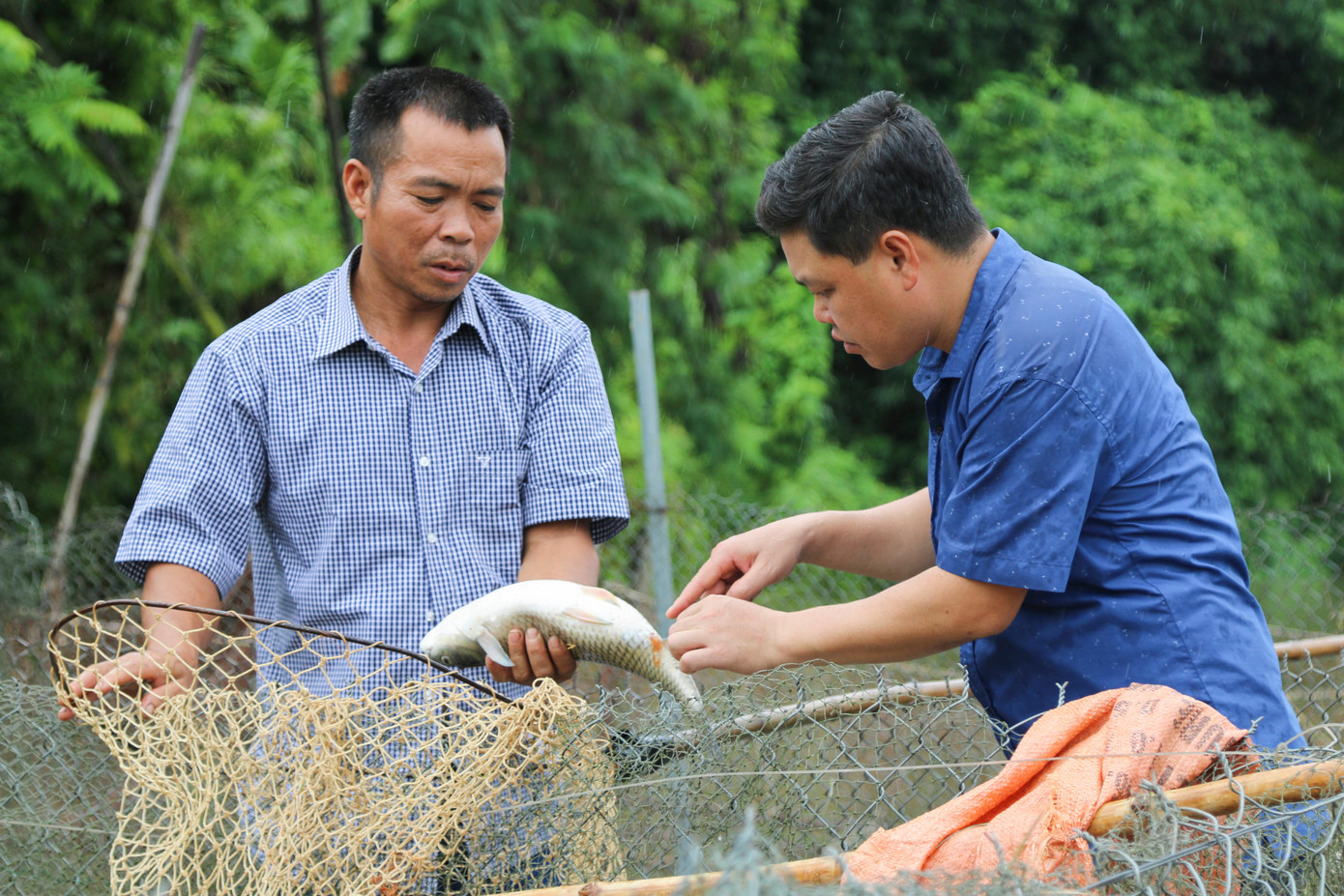 Ông Nguyễn Phúc Sơn vớt cá lồng chết trên lòng hồ thủy điện Khe Bố