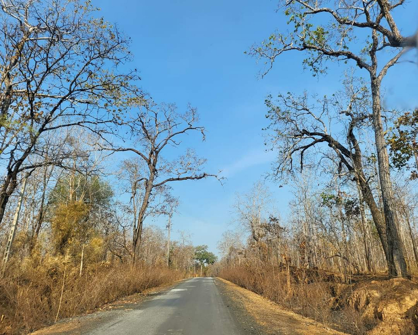 Rừng khộp Tây Nguyên mùa khô.