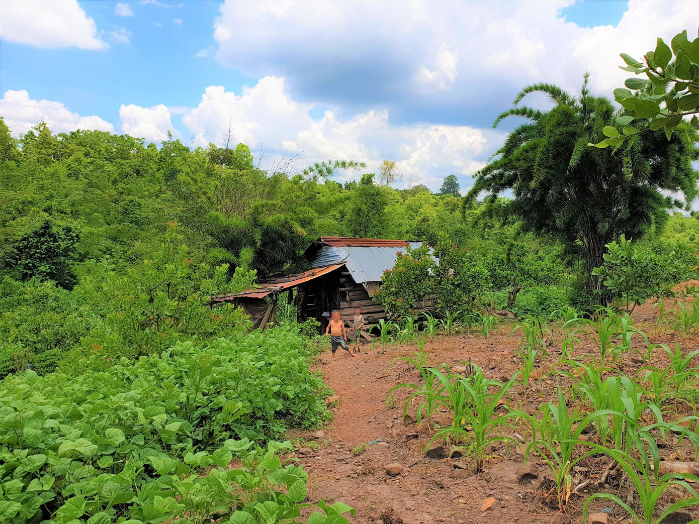 Người dân dựng nhà sinh sống trên phần đất do Lâm trường Buôn Ja Wầm quản lý Người dân dựng nhà sinh sống trên phần đất do Lâm trường Buôn Ja Wầm quản lý