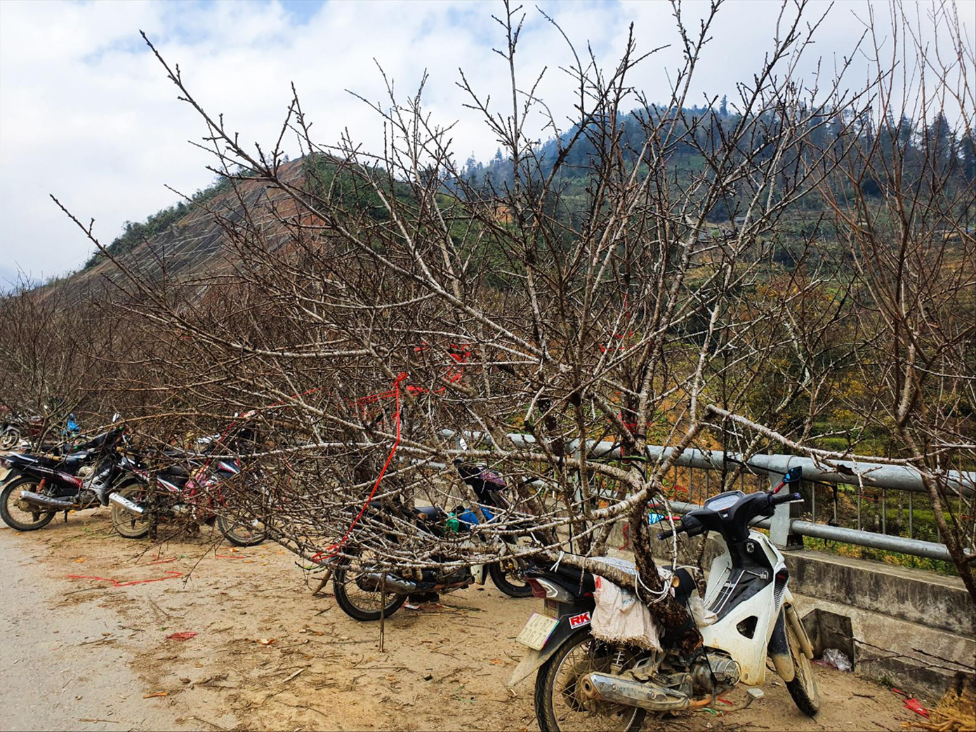 Đào được cắt cành và rao bán ở Sa Pa