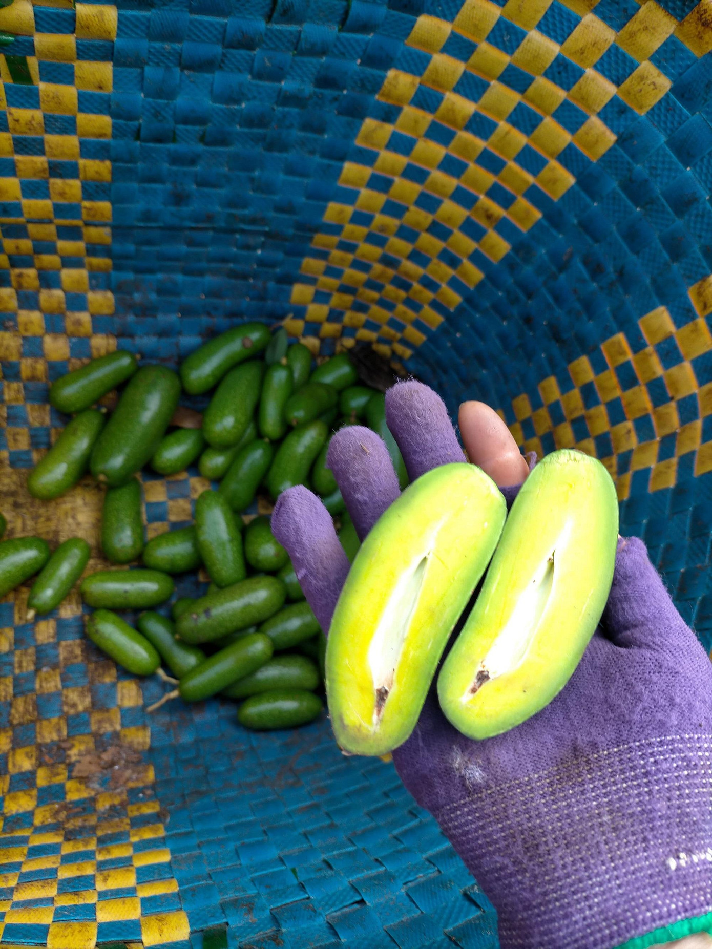 Bơ tí hon hút khách