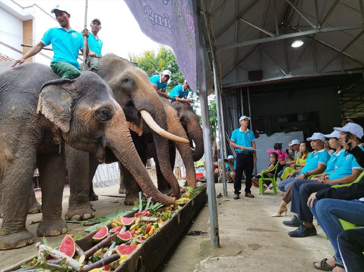 Đàn voi nhà ở huyện Lắk được thưởng thức tiệc “Buffet” Đàn voi nhà ở huyện Lắk được thưởng thức tiệc “Buffet”