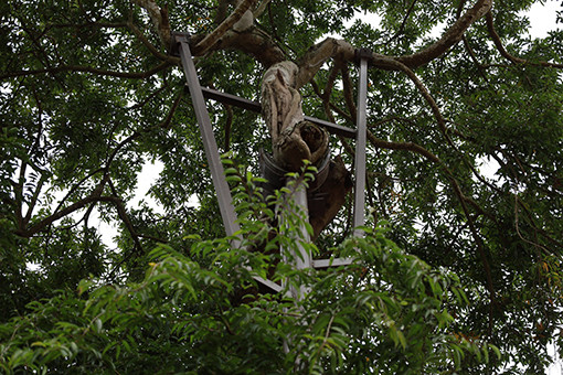 Cành lá tươi tốt sau khi được các nhà khoa học chăm sóc đặc biệt