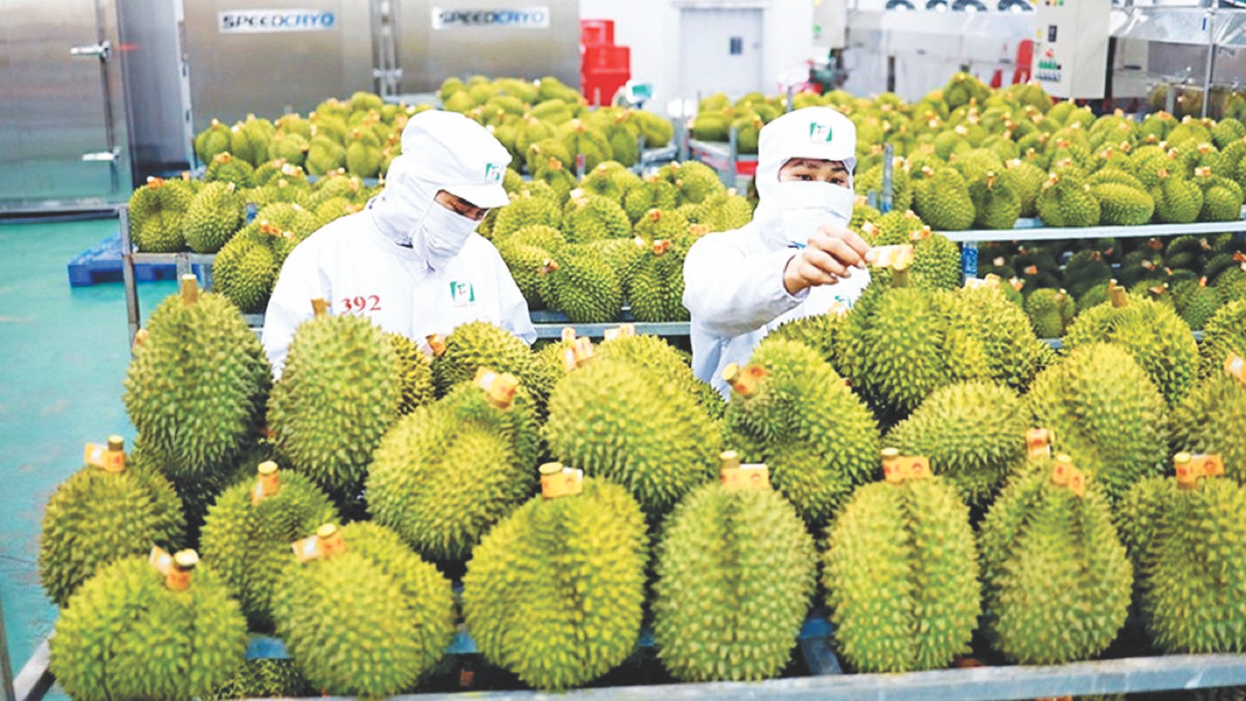 Với kim ngạch xuất khẩu năm qua khoảng 2,3 tỷ USD, sầu riêng trở thành “trái cây tỷ đô” mới của Việt Nam Với kim ngạch xuất khẩu năm qua khoảng 2,3 tỷ USD, sầu riêng trở thành “trái cây tỷ đô” mới của Việt Nam