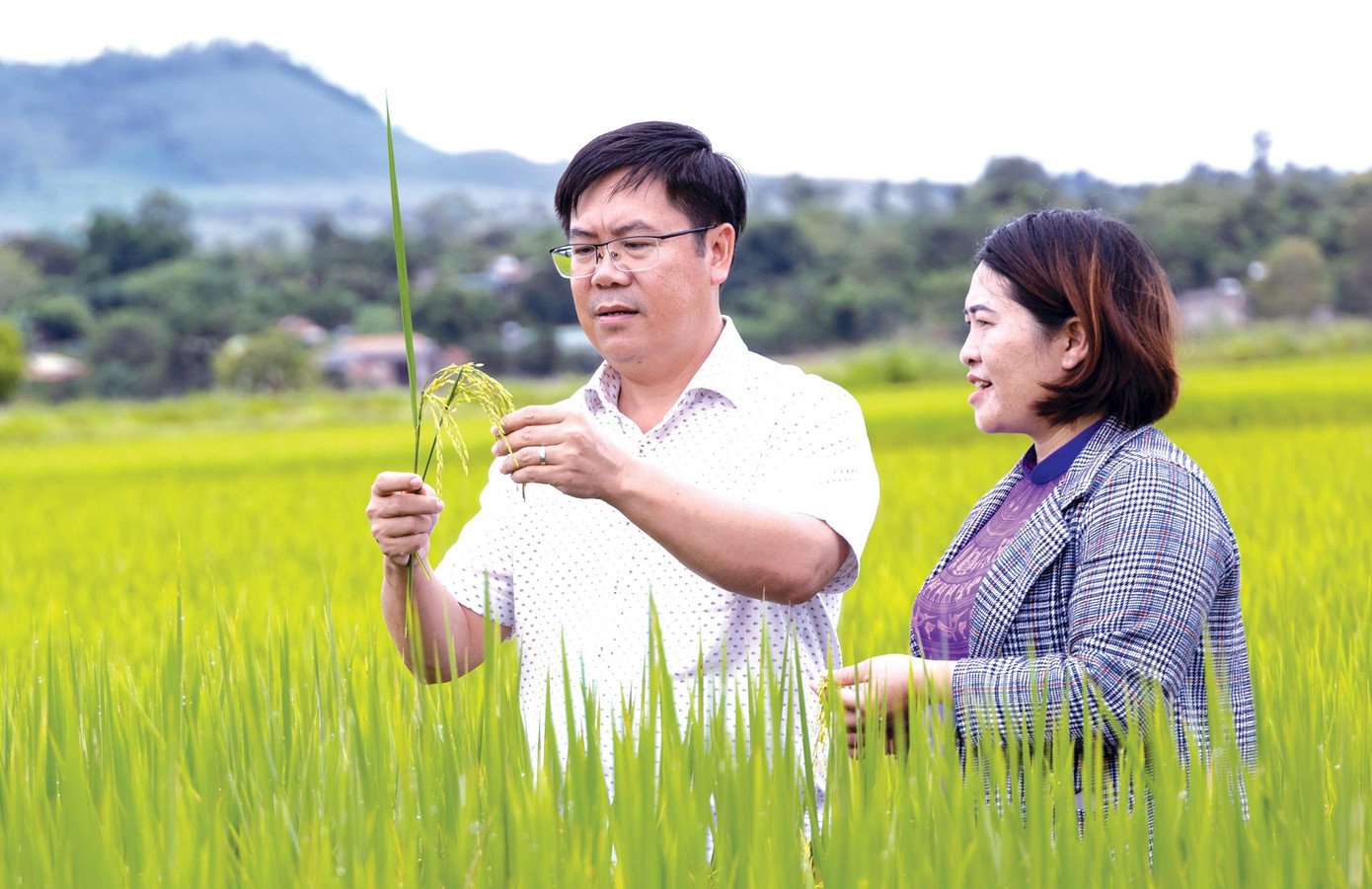 Ông Bùi Ngọc Sơn - Chủ tịch UBND huyện Krông Nô kiểm tra cánh đồng lúa Buôn Chóah Ảnh: N.G