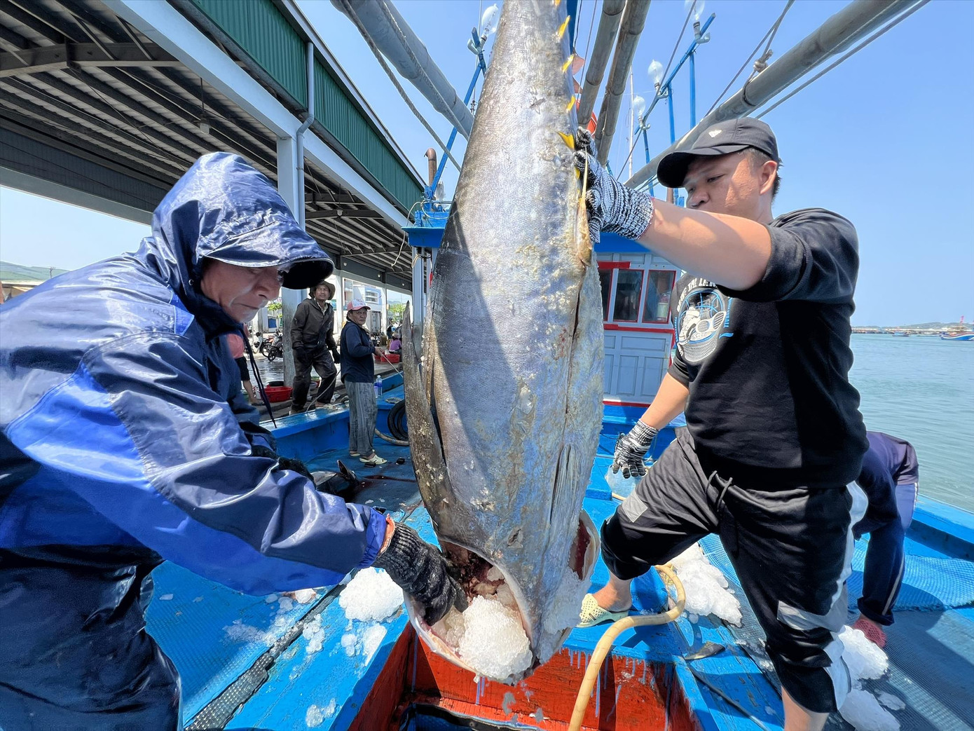 Ngư dân Quảng Ngãi cập bến bán sản phẩm sau chuyến đánh bắt dài ngày. Ảnh: Nguyễn Ngọc Ngư dân Quảng Ngãi cập bến bán sản phẩm sau chuyến đánh bắt dài ngày. Ảnh: Nguyễn Ngọc