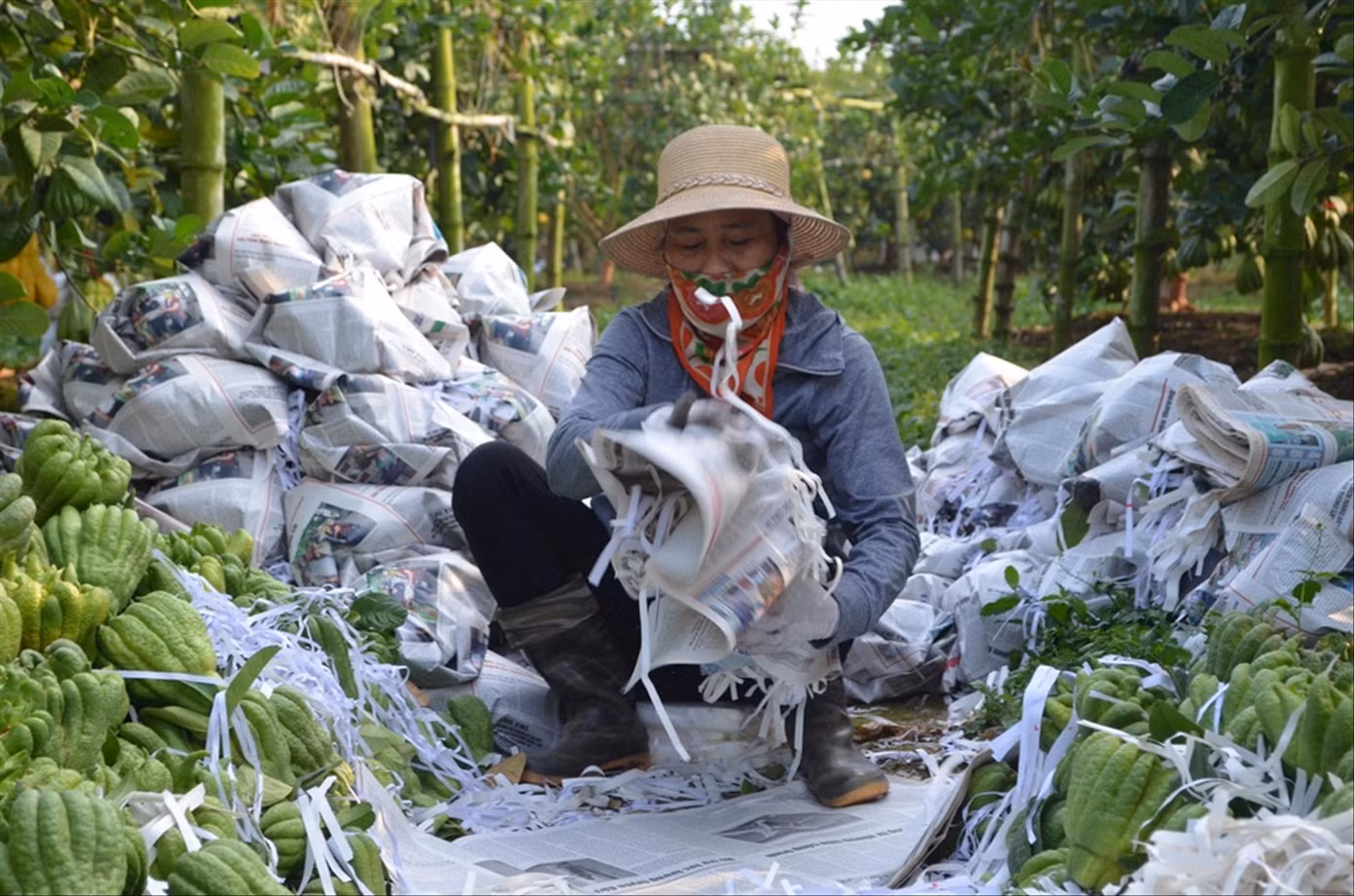 Người dân xã Đắc Sở (Hoài Đức) hối hả thu hoạch, đóng gói những trái phật thủ Người dân xã Đắc Sở (Hoài Đức) hối hả thu hoạch, đóng gói những trái phật thủ