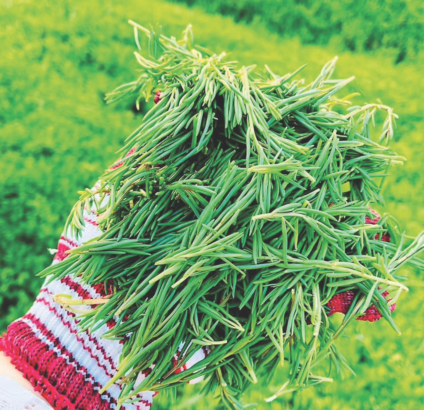 Rau nhót hiện đã thành đặc sản mới của Nghệ An Rau nhót hiện đã thành đặc sản mới của Nghệ An