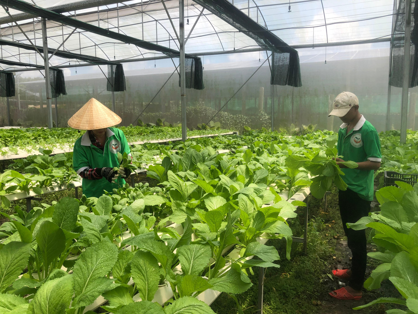 Mô hình trồng rau thủy canh tại Hợp tác xã rau sạch Củ Chi không đủ cung ứng ra thị trường