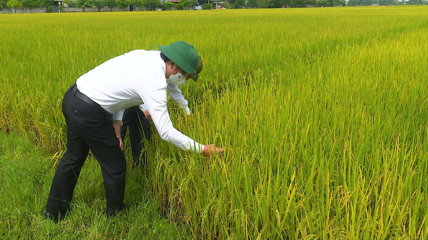 Mô hình trồng lúa hữu cơ của ông Hương được nhiều người tìm đến học hỏi