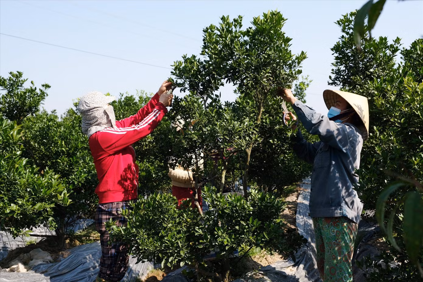 Người dân Thanh Hóa đang dồn sức chăm sóc hoa, cây cảnh phục vụ Tết nguyên đán sắp tới.