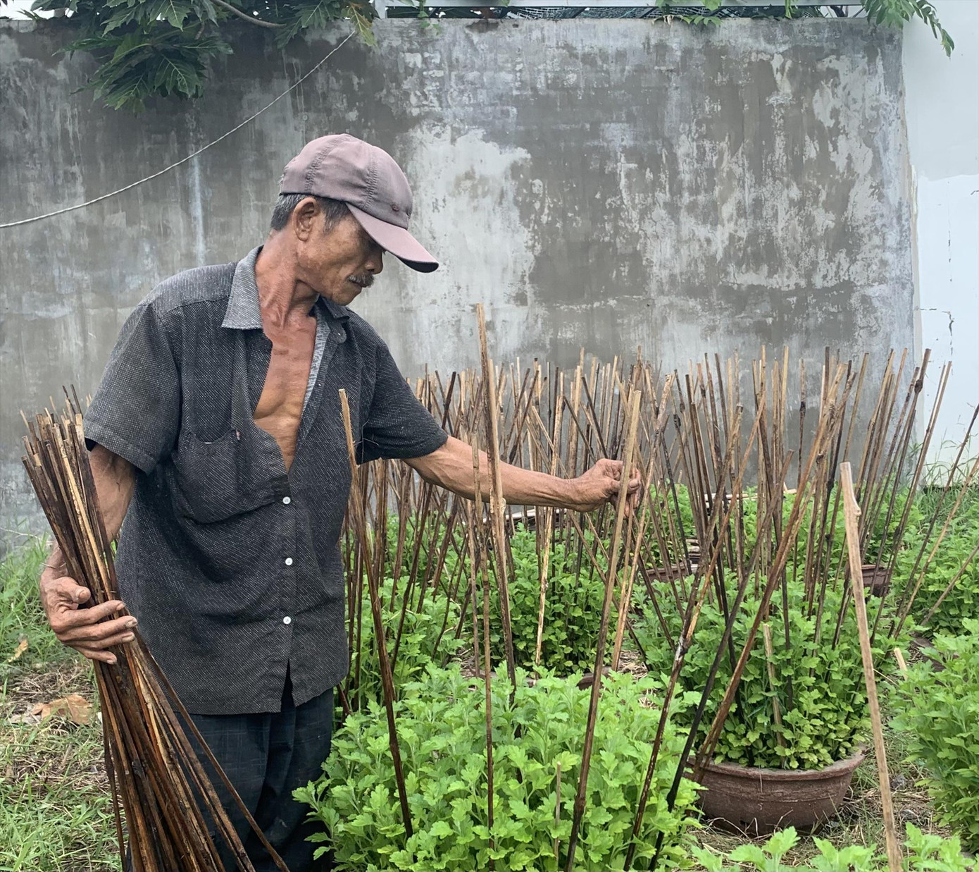 Ông Trần Quốc Dũng đang cắm cọc tre cho các chậu cúc vườn nhà. Ảnh: Thục Hiền