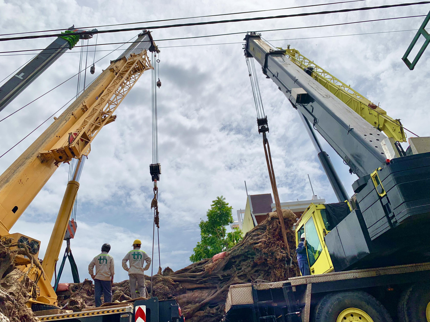 Nhiều xe cẩu hạng nặng tập trung nâng “cụ” đa về nơi ở mới Nhiều xe cẩu hạng nặng tập trung nâng “cụ” đa về nơi ở mới