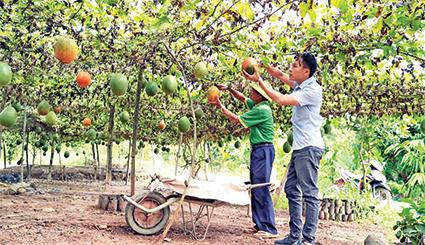 Vùng nguyên liệu gấc của HTX Nam Hà