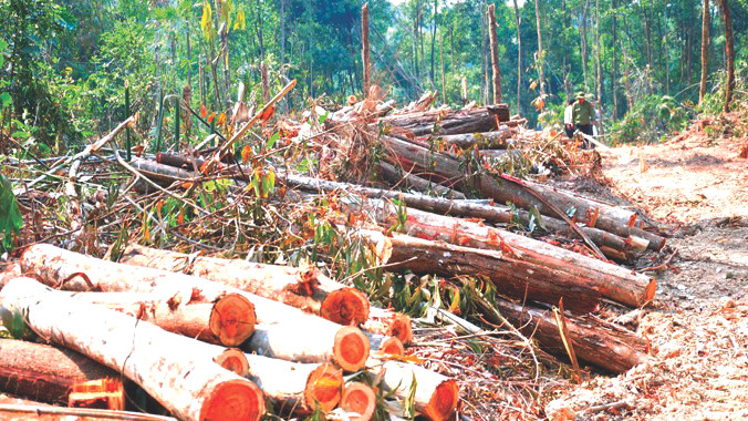 Công ty Tân Phát cho người chặt rừng trồng ở xã Quảng Khê, huyện Đắk Glong Ảnh: L.H Công ty Tân Phát cho người chặt rừng trồng ở xã Quảng Khê, huyện Đắk Glong Ảnh: L.H