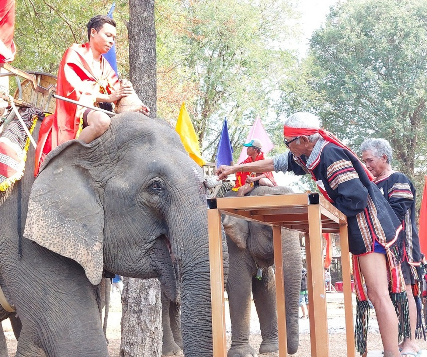 Già làng thực hiện nghi lễ lấy tiết heo bôi lên đầu voi