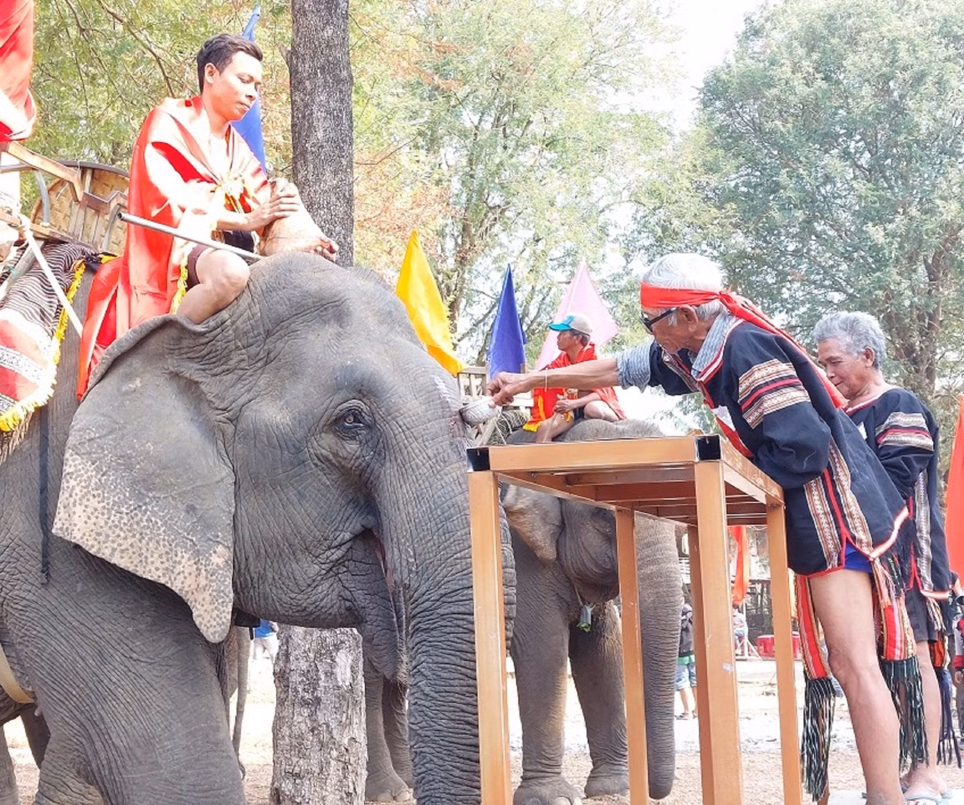 Già làng thực hiện nghi lễ lấy tiết heo bôi lên đầu voi