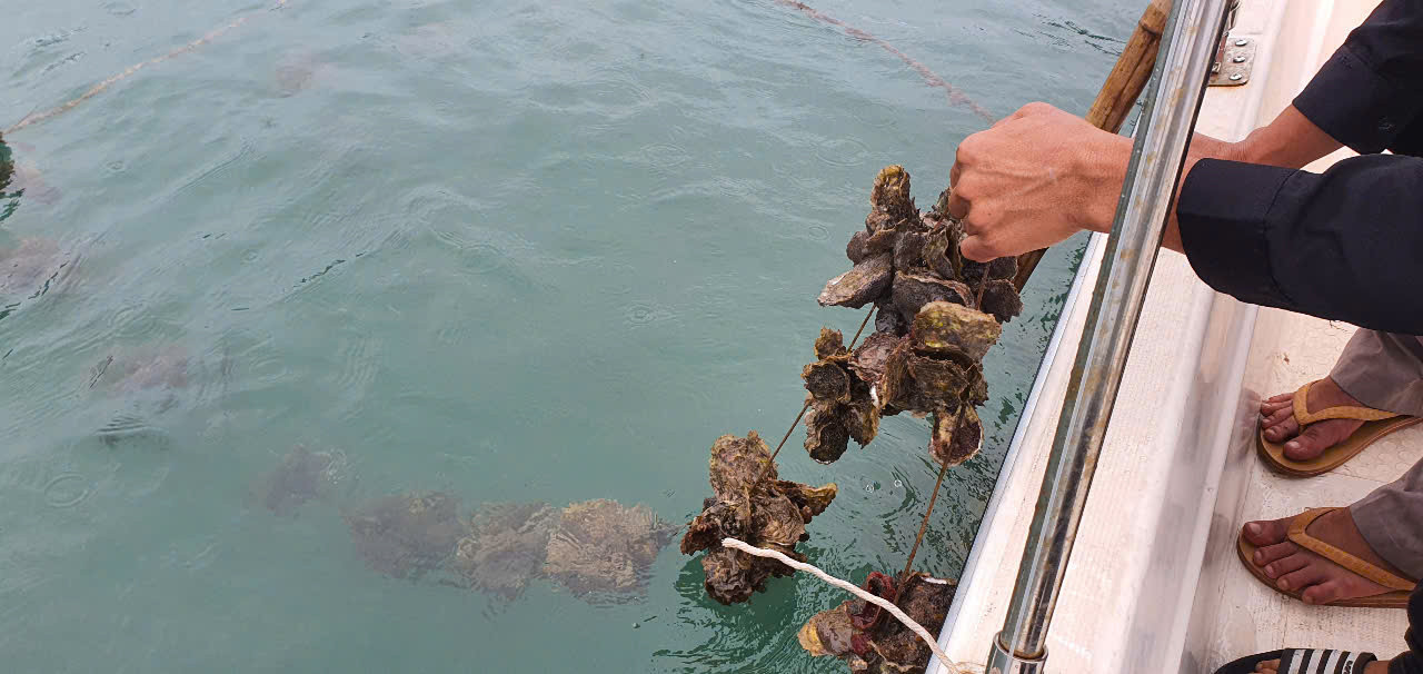 Hàu nuôi của nhà anh Hòa