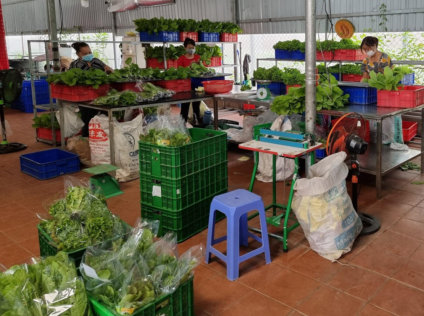 Sơ chế rau trước khi đưa ra thị trường Sơ chế rau trước khi đưa ra thị trường