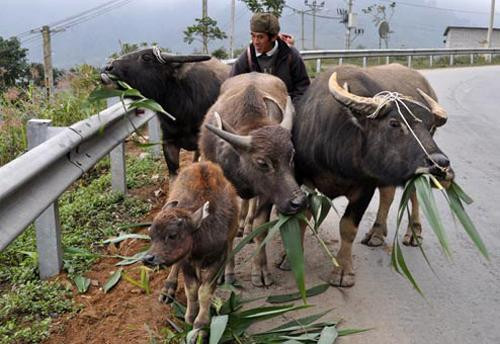 Vẫn còn tình trạng người dân thả rông gia súc trong những ngày rét đậm, rét hại