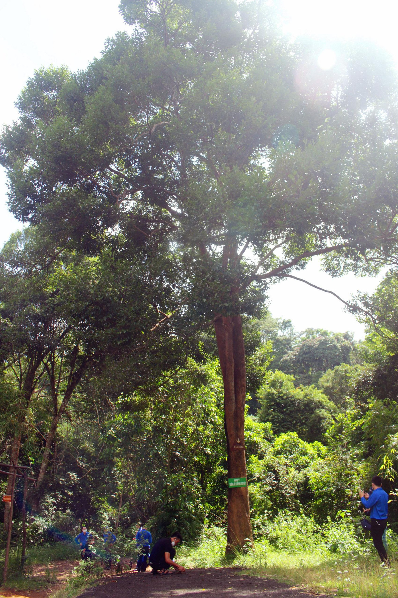 Cây kơ nia mang ý nghĩa tâm linh rất lớn đối với người đồng bào Tây Nguyên Cây kơ nia mang ý nghĩa tâm linh rất lớn đối với người đồng bào Tây Nguyên