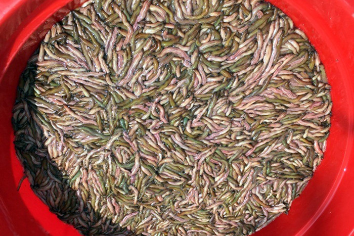 Rươi nuôi ở Hải Dương