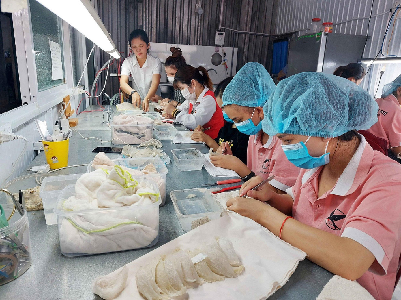 Nhân công cơ sở chị Thảo làm sạch tổ yến Nhân công cơ sở chị Thảo làm sạch tổ yến