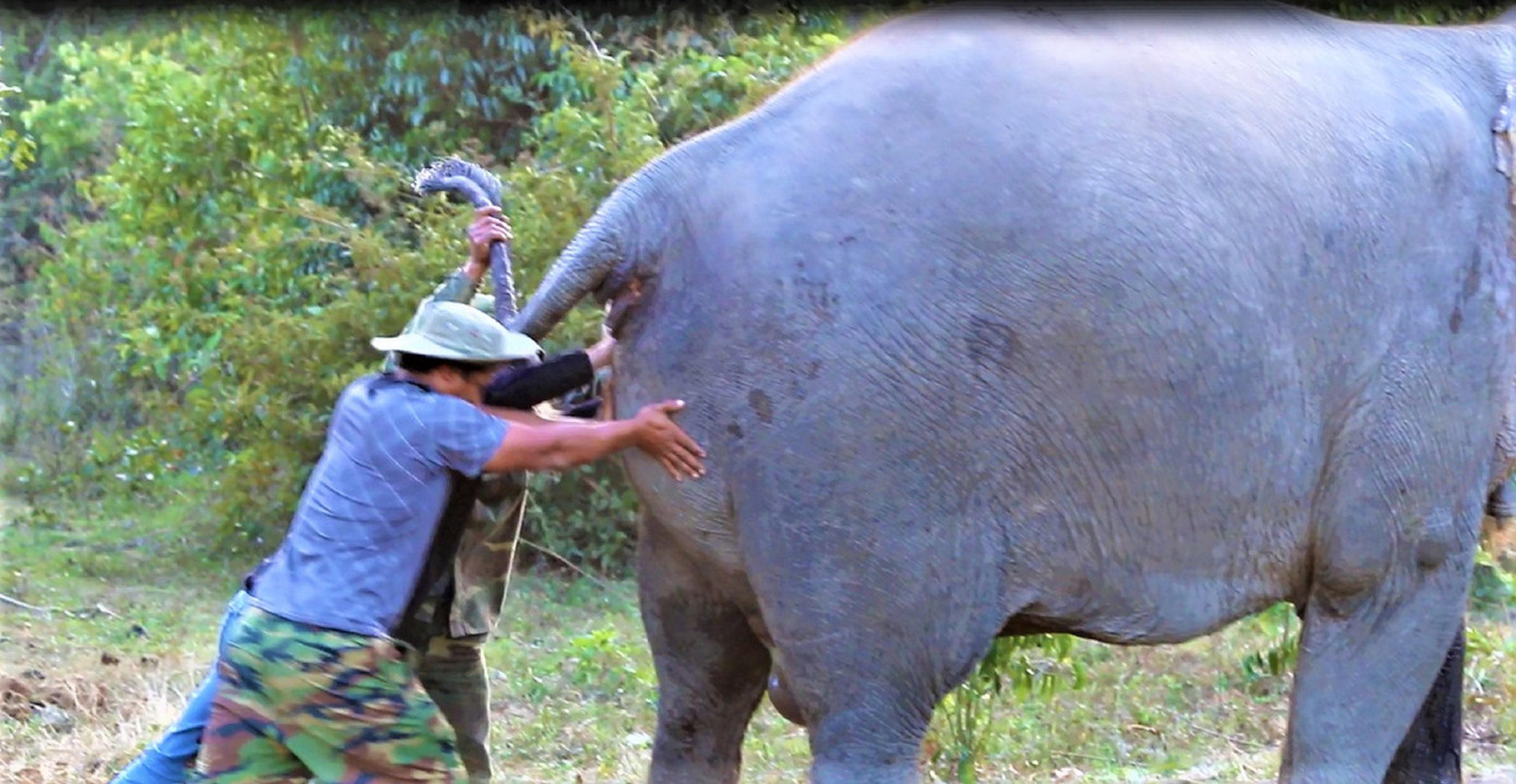 Hỗ trợ đẩy voi con ra ngoài Ảnh: P.Thịnh Hỗ trợ đẩy voi con ra ngoài Ảnh: P.Thịnh