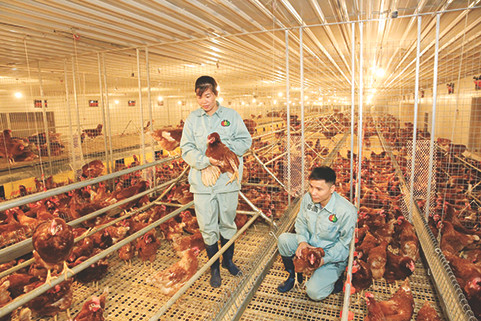 Công nhân theo dõi sức khỏe đàn gà, điều chỉnh nhiệt độ, độ ẩm, lượng thức ăn hàng ngày Công nhân theo dõi sức khỏe đàn gà, điều chỉnh nhiệt độ, độ ẩm, lượng thức ăn hàng ngày