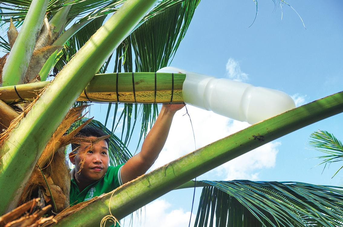 Anh Phạm Đình Ngãi đang lấy mật hoa dừa Anh Phạm Đình Ngãi đang lấy mật hoa dừa