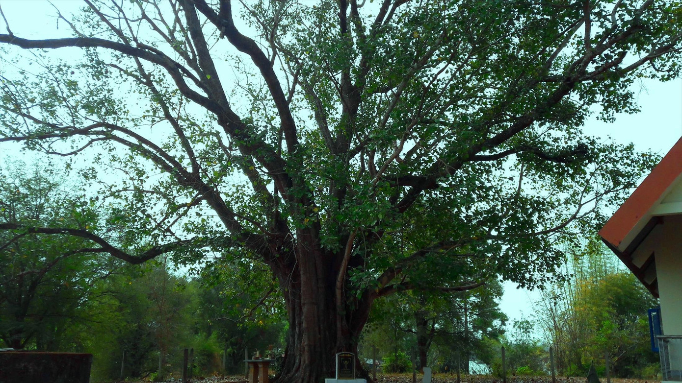Cây bồ đề trên 100 tuổi ở buôn Yang Lành