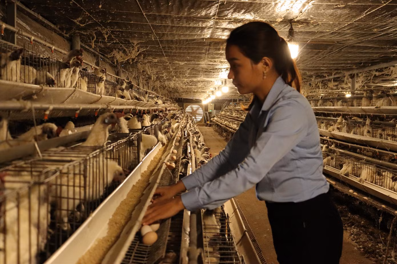 Chị Phạm Thị Nhân thành công với mô hình nuôi gà ác lấy trứng ở vùng đất đầy nắng gió Ảnh: Thành Văn