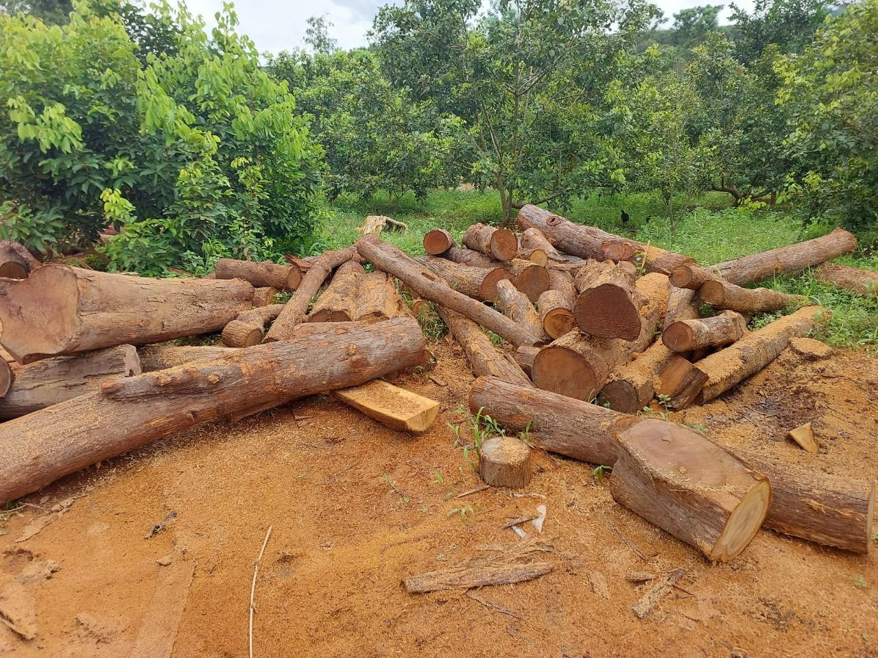 La liệt gỗ nằm trong khu vườn rộng hàng nghìn m2