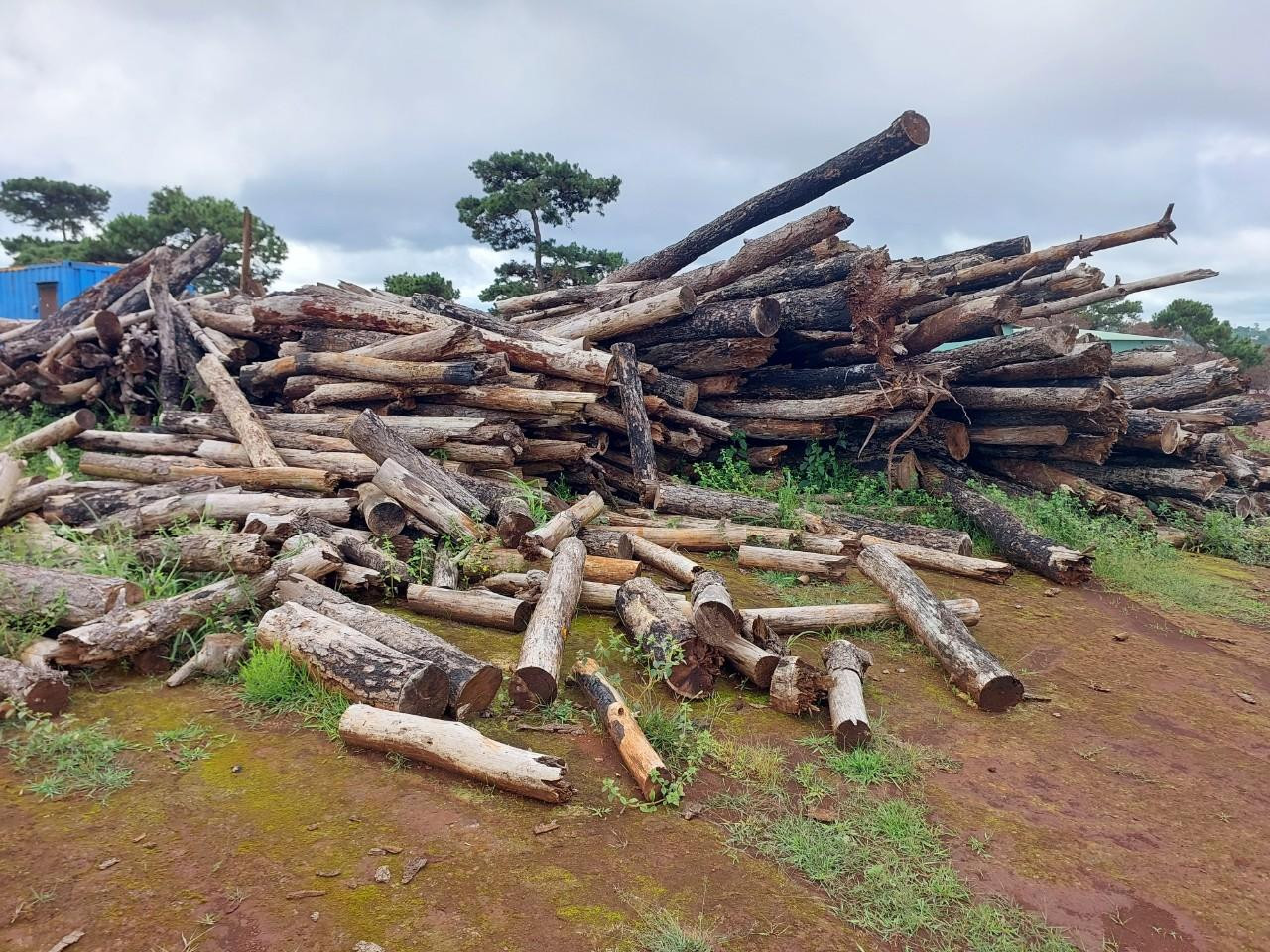 Nhiều cây thông đã bị chặt, chết khô tại dự án sân golf nghìn tỷ ở Gia Lai