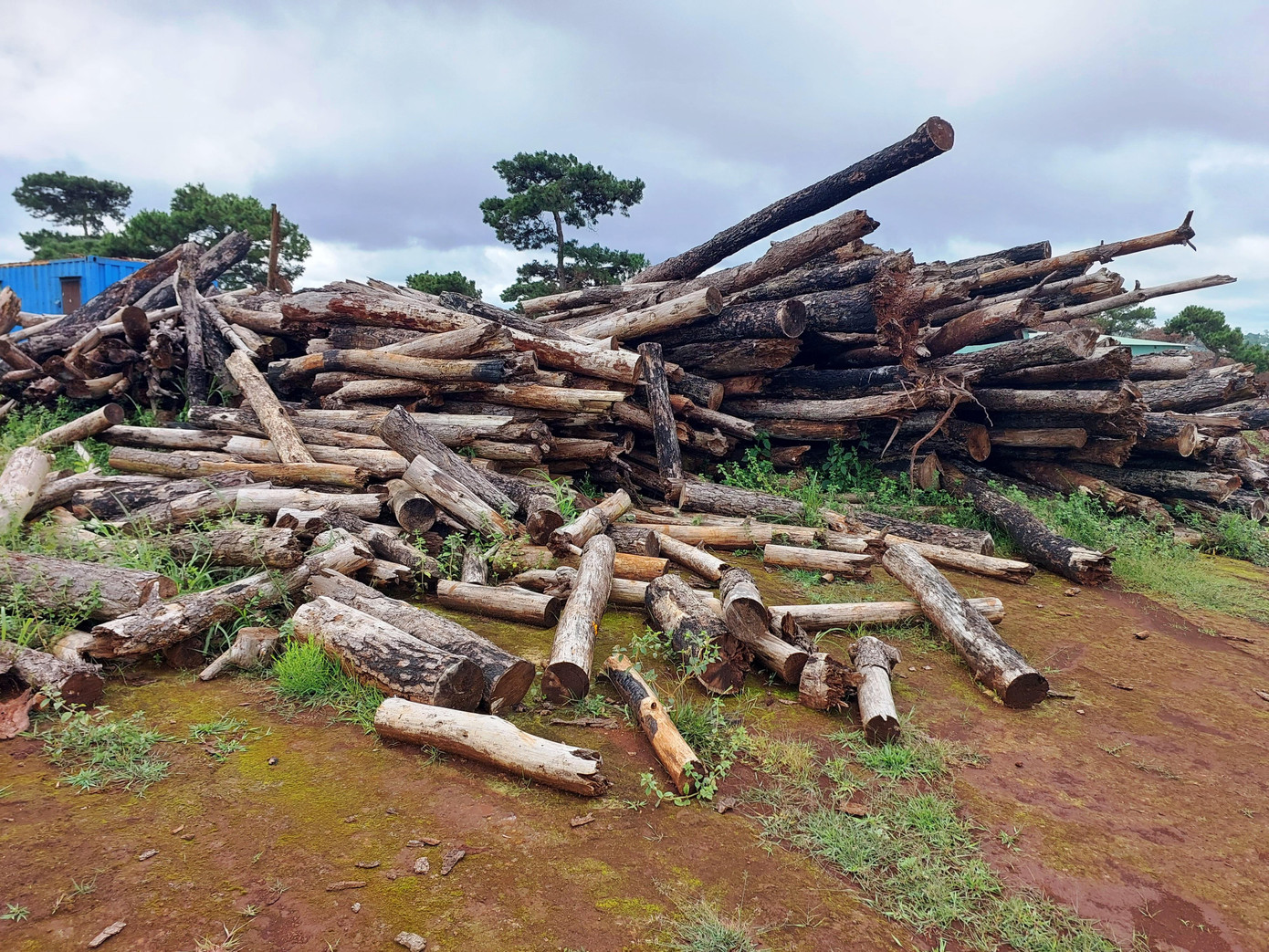 Nhiều cây thông lâu năm tại dự án Sân golf Đắk Đoa chết khô, chất đống. Nhiều cây thông lâu năm tại dự án Sân golf Đắk Đoa chết khô, chất đống.