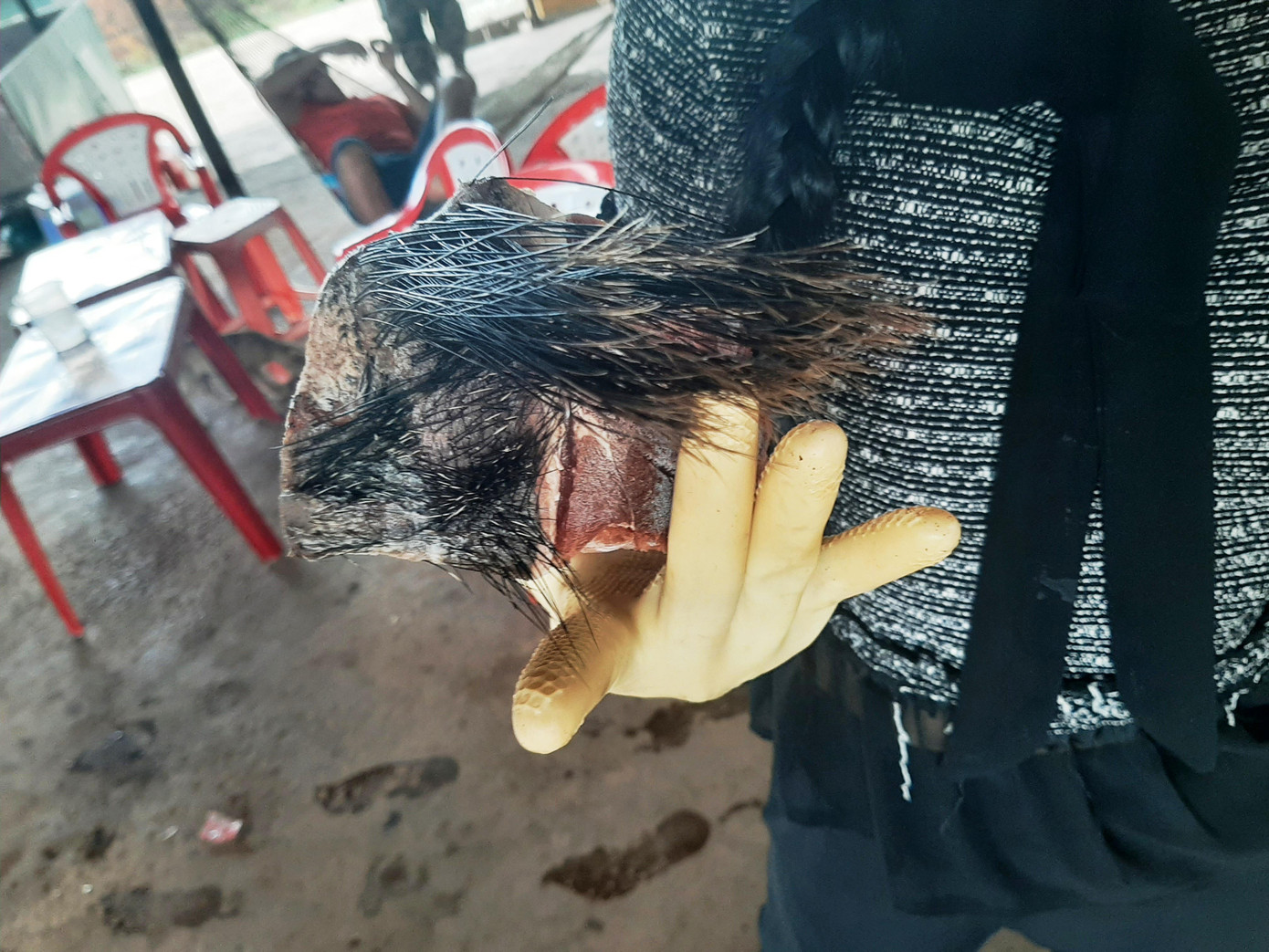 Chủ một quán ăn chứng minh là thịt heo rừng vì có lông rất dài, cứng