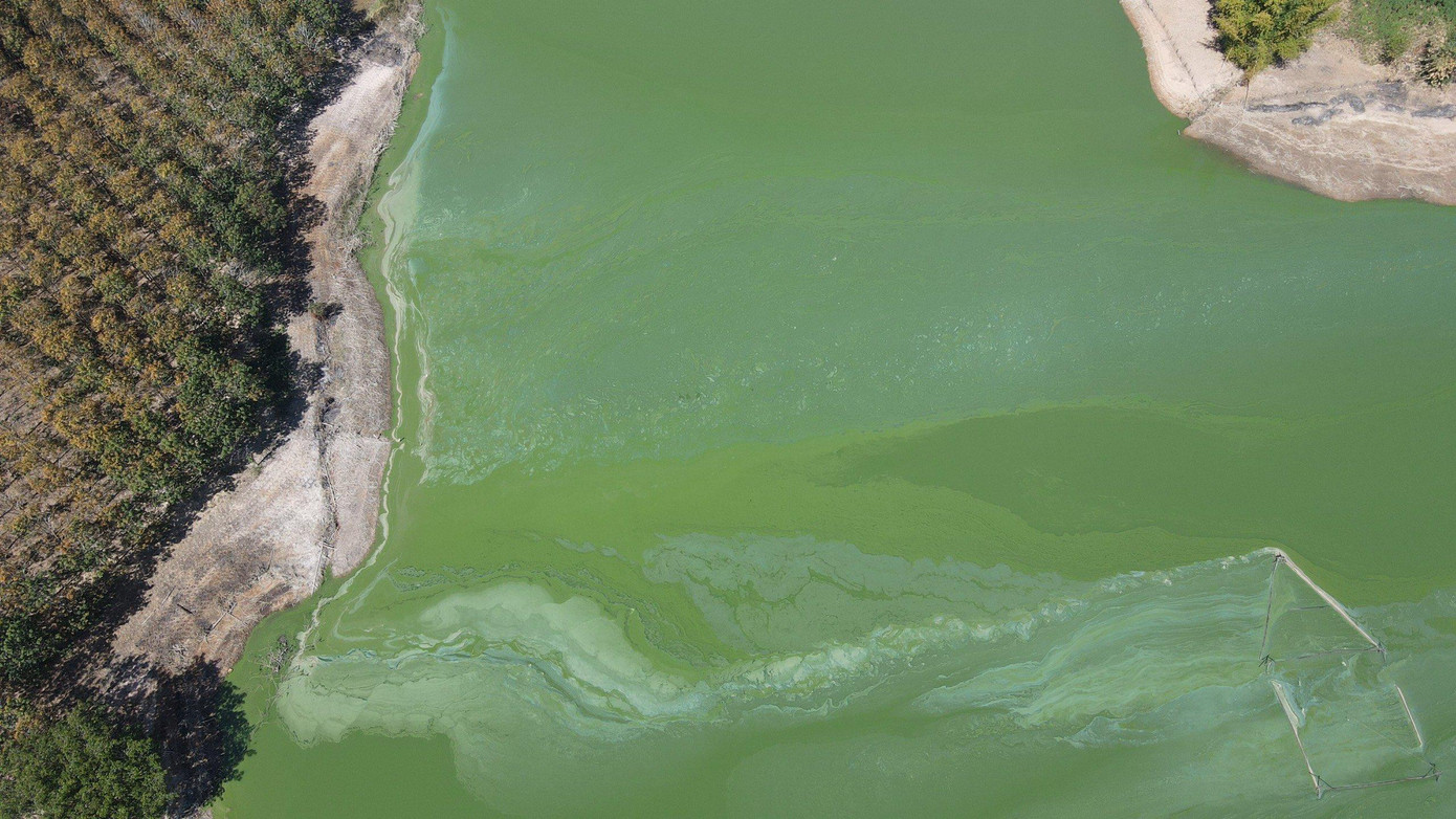 Tỉnh Kon Tum nhận định nguồn nước màu xanh là do hiện tượng "tảo nở hoa"