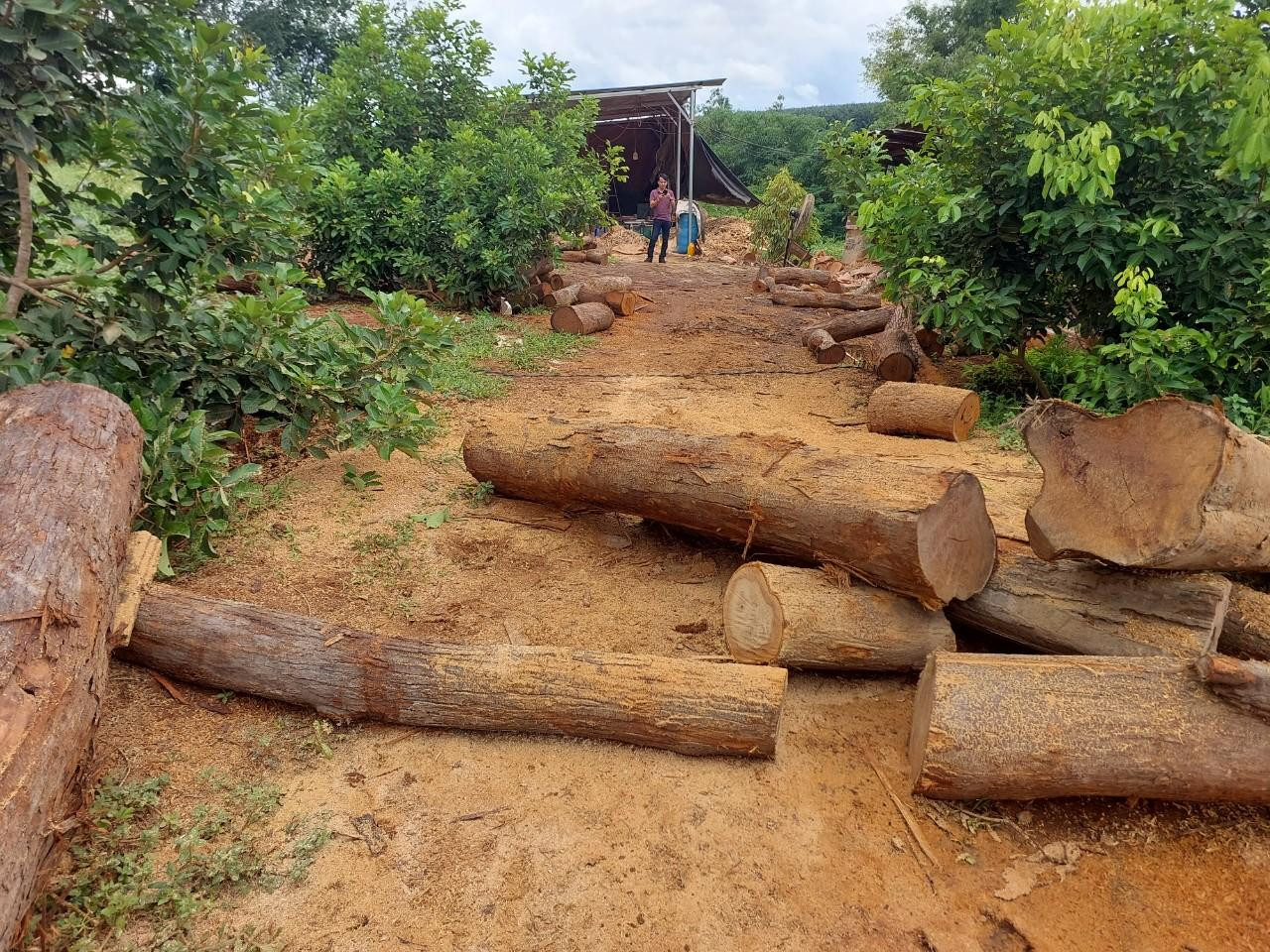 Lượng lớn gỗ nằm trong khu vườn bao quanh cây cối