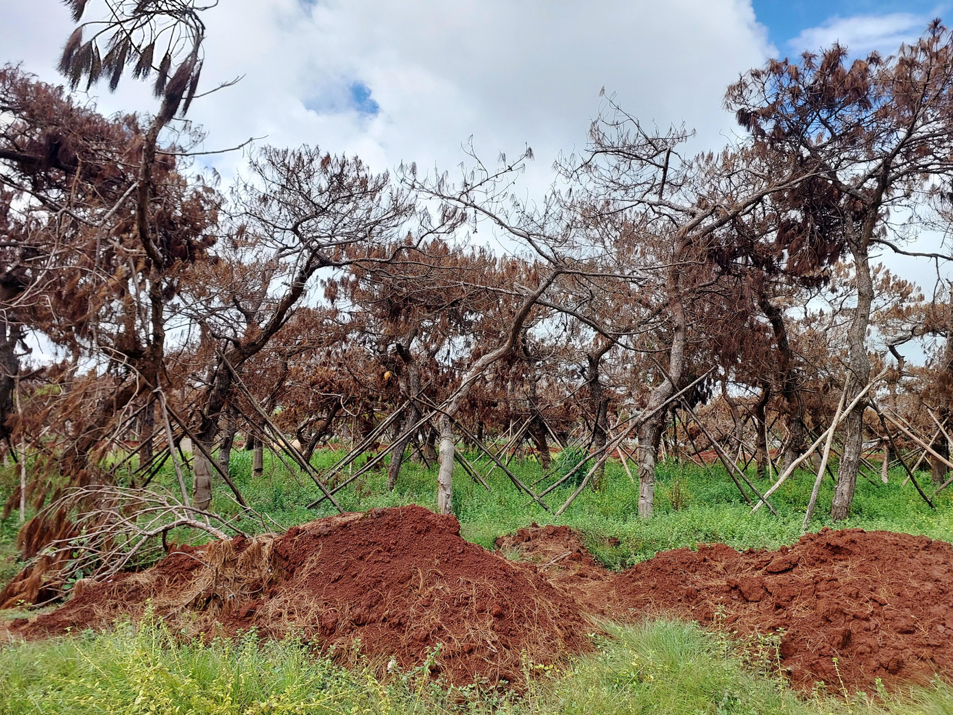 Cả ngàn cây thông Tập đoàn FLC di thực có dấu hiệu chết khô