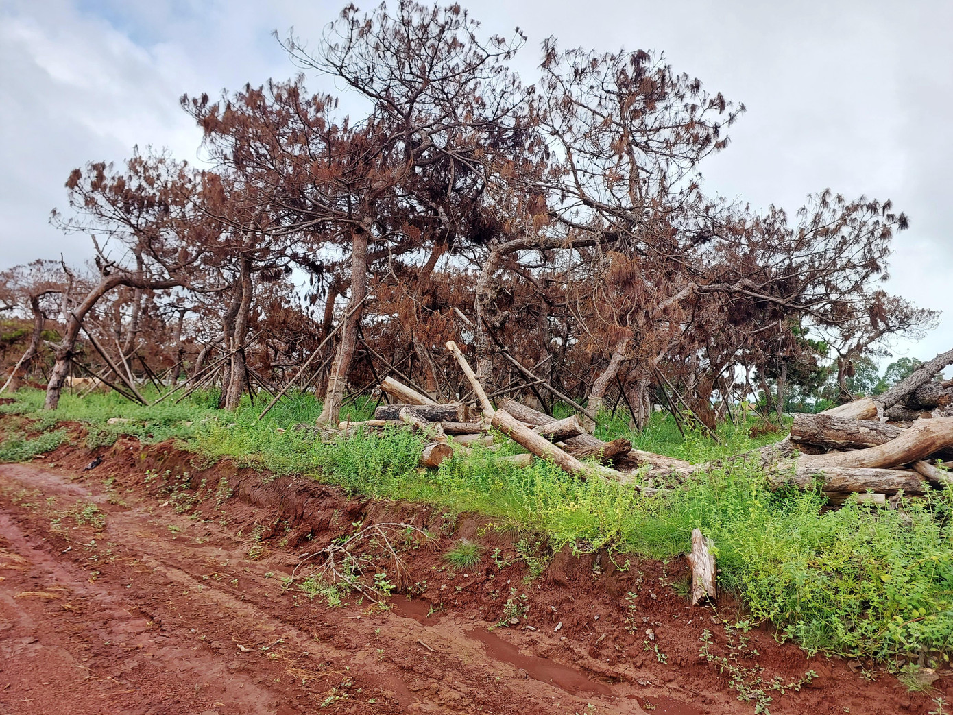 Cả ngàn cây thông có dấu hiệu chết khô tại dự án sân Golf Gia Lai