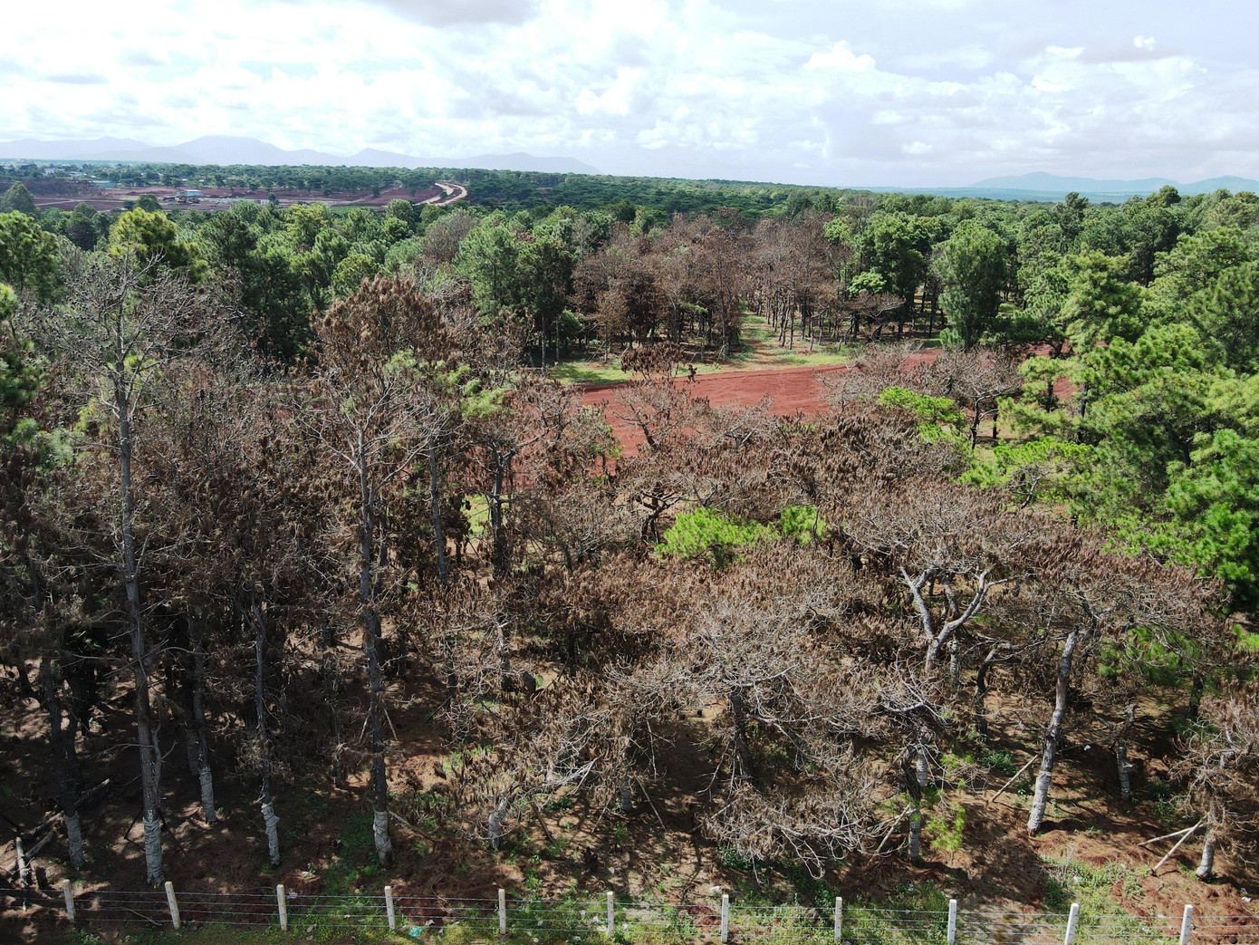 Khi đề xuất làm dự án, ông Võ Ngọc Thành, Chủ tịch tỉnh Gia Lai báo cáo các cơ quan trung ương rằng: Trong quá trình xây dựng, các cây xanh có dáng bonsai đẹp, còn khỏe sẽ được đánh tỉa để di thực trồng vào các khu vực điểm nhấn quan trọng để tạo cảnh quan trong tổng thể quy hoạch. Còn Tập đoàn FLC cam kết, sẽ không làm chết một cây thông nào. Thế nhưng, thực tại hoàn toàn khác.