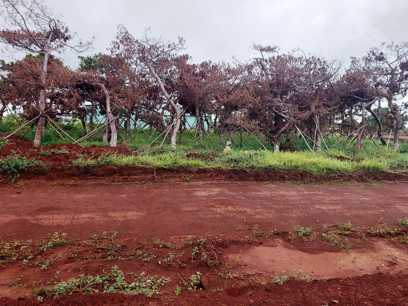 Ông Phan Xuân Vũ, nguyên Giám đốc Sở Văn hóa, Thể thao và Du lịch tỉnh Gia Lai tiếc nuối: “Di thực mà làm chết cây thông là quá phí phạm”.